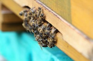 Bienen an der Friedensstraße (Nahaufnahme)